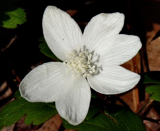 {Anemone quinquefolia}